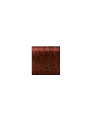 SCHWARZKOPF Igora Royal Absolutes 60ml - tmavá blond přírodní červená 6-80 Nakupujte Hned